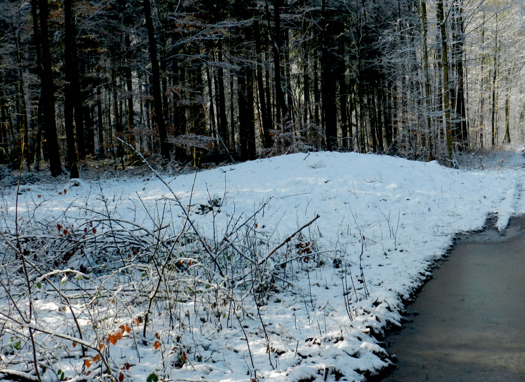 Grabhügel IV im Wald „Platte“, Eberstadt, nach der Wiederherstellung